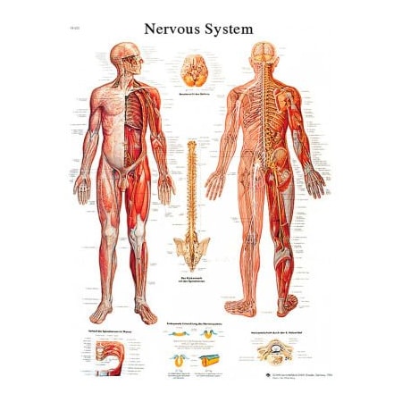 Fabrication Enterprises 3B Anatomical Chart - Nervous System Chart, Sticky Back 12-4628S